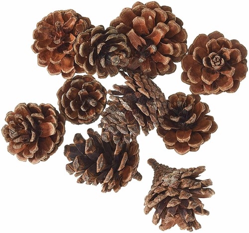 Pigne decorative vere - decorative,