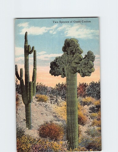 Cartolina due specie cactus - specie,