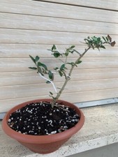 Pre Bonsai Olivo Mignolo