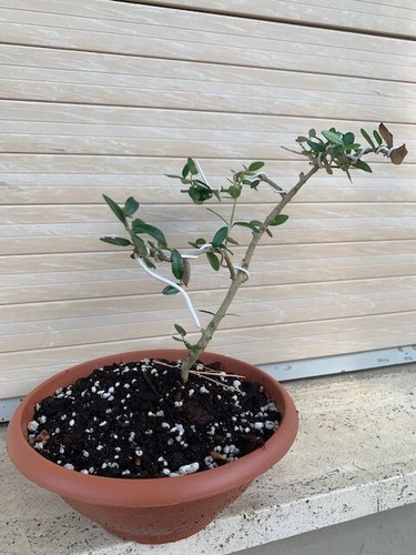 Pre bonsai olivo mignolo - olivo,