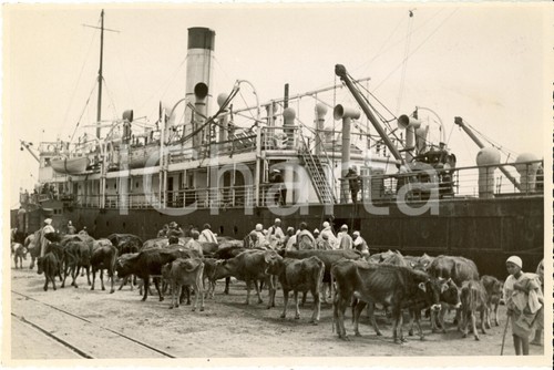 1936 libia bovini attendono - 1936,