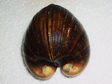 GLOSSUS HUMANUS AMAZING