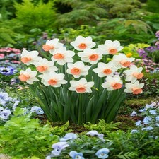 Narcisi bulbi di fiori cipolle fiori Narciso trombetta Iwona 5 pz.