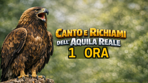 Canto del aquila reale dolce - aquila,
