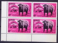 Bufalo della foresta africana