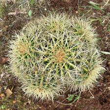 Echinocactus grusonii - echinocactus,