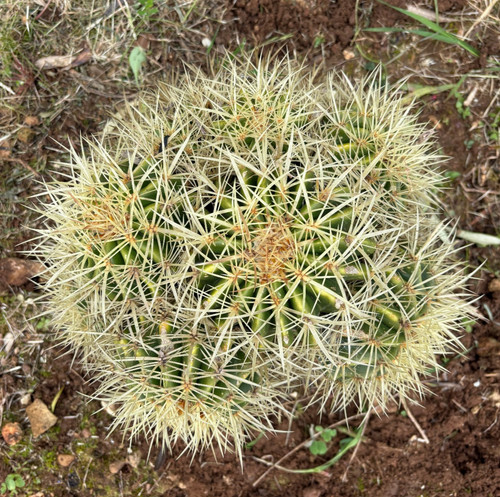 Echinocactus grusonii - echinocactus, f