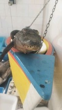 Coccodrillo imbalsamato - coccodrillo,