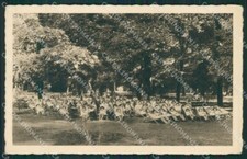 Varese Olgiate Olona cartolina