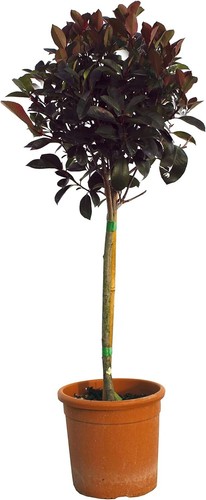 Photinia fraseri red robin - ×,