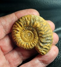 Hectioceras krakovience - Raro