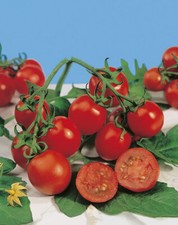 50 semi di pomdoro RED CHERRY