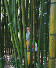 Radici di bambù gigante più di 20 specie tra cui scegliere 