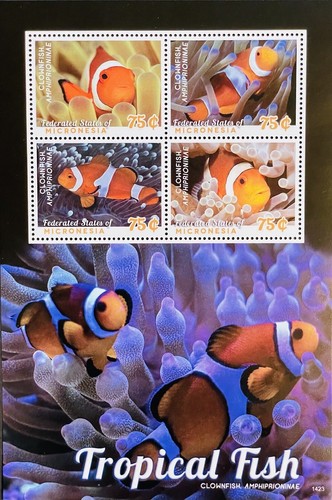 Micronesia pesci tropicali - pesci,