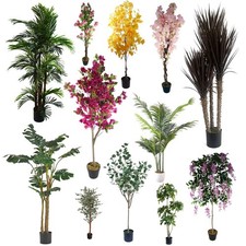 Enorme alberi piante - alberi,
