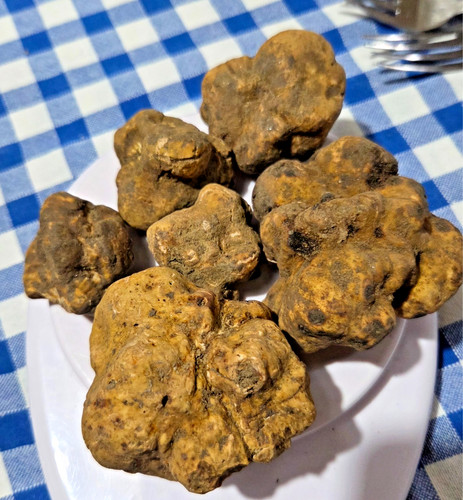 Tartufo bianco fresco tuber - bianco,