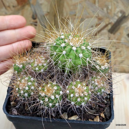 Mammillaria rekoi vaso - vaso, 10