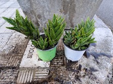 aloe arborescens spedita in vaso come da foto h. 25 cm circa