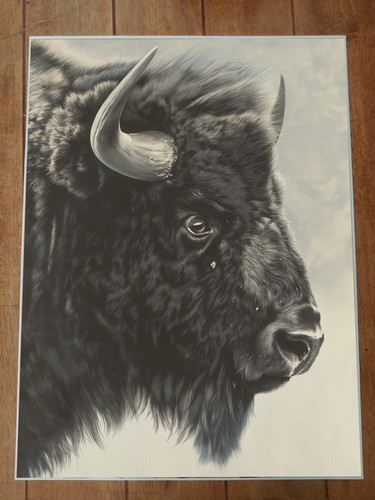 Poster bisonte 18x24 - , pollici