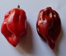 20 semi di Peperoncino