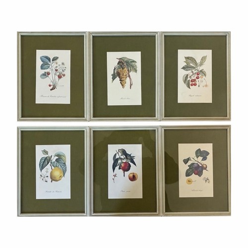 Set quadri botanici frutta - quadri,