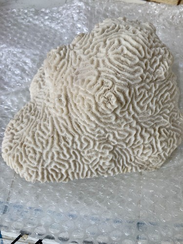 Corallo naturale bianco 2kg - corallo,