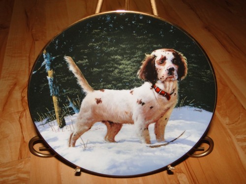 Setter cane inglese philip - setter, inglese,