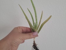 Medicinal Aloe Vera