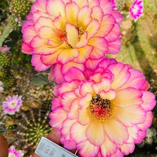 Pianta succulenta cactus - succulenta,