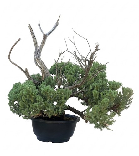 Juniper bonsai - bonsai, ginepro