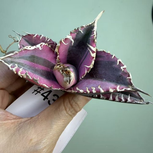 Vendita rara pianta agave - pianta,