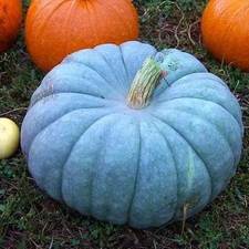 Semi zucca queensland blue - 15,