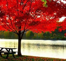 ACER RUBRUM - ACERO ROSSO, 10 semi + OMAGGIO