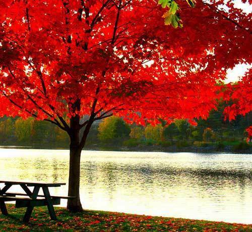 Acer rubrum acero rosso - acer,