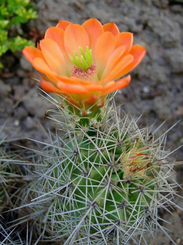Cactus riccio scarlatto - scarlatto,