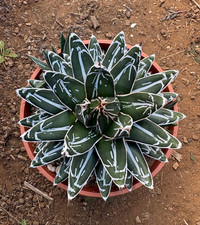 Agave victoriae reginae - agave,