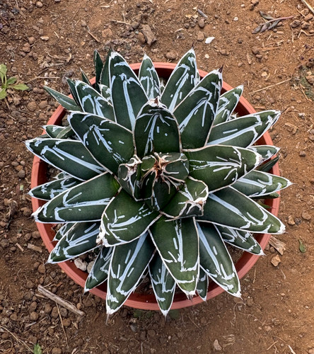 Agave victoriae reginae - agave,