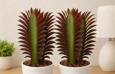 2-pack Red Euphorbia Trigona