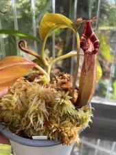 Nepenthes LVB X VMV X VB n.3