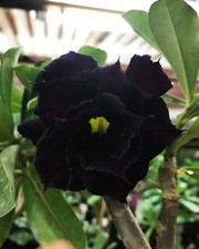 Semi adenium obesum black - obesum,