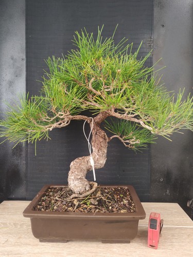 Bonsai pino nero - pino, tumbergii