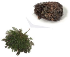 ROSA DI GERICO, la pianta che non muore mai 1x pianta miracolosa idea regalo