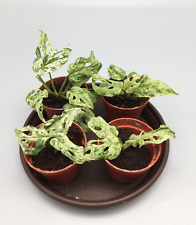 Piccola pianta Monstera