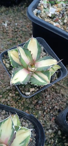 Vendita raro cactus - raro,