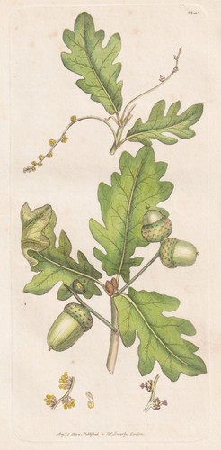 Quercus robur quercia - quercia, botanica