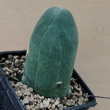 Tricho Cereus bridgestii