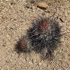 Echinocereus lindsayorum seeds - echinocereus,