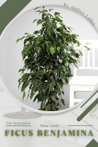 Ficus benjamina plant - plant, guide