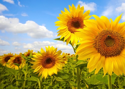 100 semi girasole - 100,