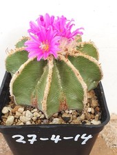 Aztekium hintonii, D = 6,6 cm